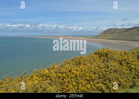 Gelber Gorse auf einer Klippe, Rhossili Bay, Gower Peninsula, Wales Stockfoto