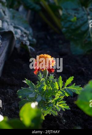 Konzept der Begleitsanpflanzung im Garten, zeigt eine Marygold in einem erhöhten Bett, um Bienen und Insekten anzuziehen, selektive Fokus dunklen Hintergrund für Kopie s Stockfoto