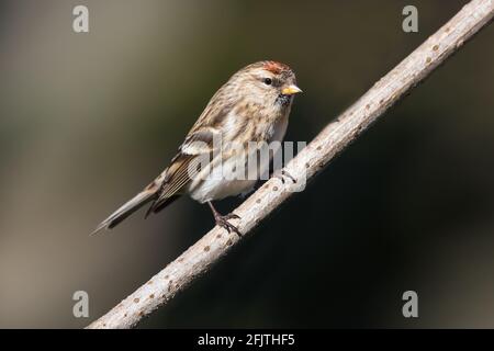 Kleiner Rottenschar auf einem älteren Zweig Stockfoto