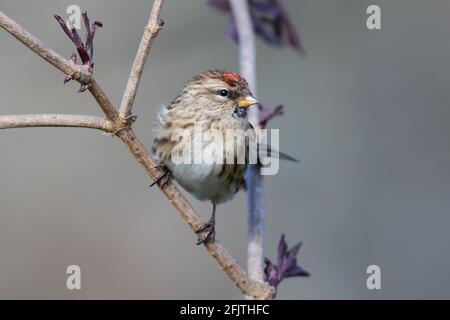 Kleinerer Rotpoll über einen älteren Zweig Stockfoto