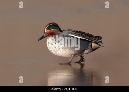 Teal, Anas Crecca, Drake/ Wintervögel auf einem eisbedeckten Pool Norfolk, Großbritannien, Januar Stockfoto