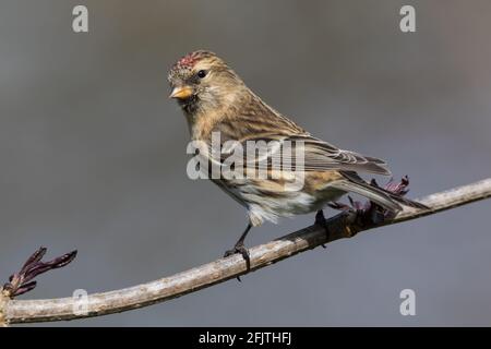 Kleinerer Redpoll über einen Älteren Stockfoto