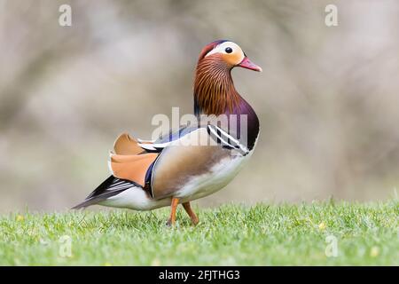 Mandarinente auf Gras Stockfoto