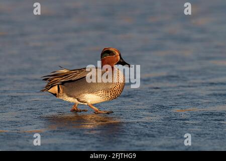 Teal, Anas Crecca, Drake/ Wintervögel mit einem eisbedeckten Pool Norfolk, Großbritannien Stockfoto