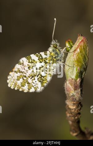 Orange-Spitze Schmetterling mit geschlossenen Flügeln Stockfoto
