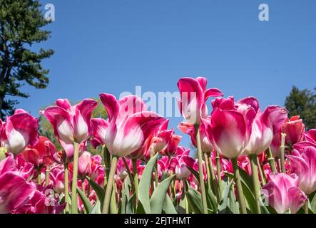 Frische rosa Tulpen blühen im Frühlingsgarten. Stockfoto