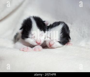 Zwei schwarz-weiße Neugeborene, die auf einer leichten, weichen Decke schlafen. Liebe für Katzen. Komfort und gemütliche Kindheit von Haustieren Stockfoto