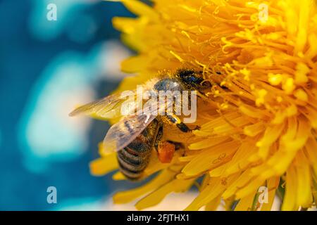 Eine Honigbiene, die mit Pollen bedeckt ist, mit einem Pollenkorb an ihrem Bein, der auf einer gelben, blauem Hintergrund blühenden Dandelionenblume auf der Nahrungssuche ist Stockfoto