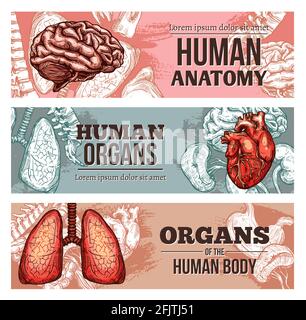 Organbanner des menschlichen Körpers mit Skizzengehirn, Lunge, Wirbelsäule und Herz mit Nieren. Vektor von Hand gezeichnete anatomische innere Teile und Knochen. Medizin, Scie Stock Vektor