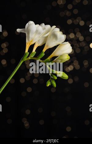 Blühender weißer Freesia-Zweig mit zarten Blüten und Knospen mit hellen Bokeh vor dunklem Hintergrund. Stockfoto