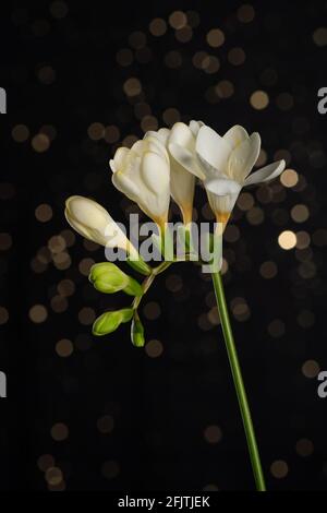 Blühender weißer Freesie-Zweig mit zarten Blüten und Knospen mit Bokeh-Lichtern vor dunklem Hintergrund. Stockfoto