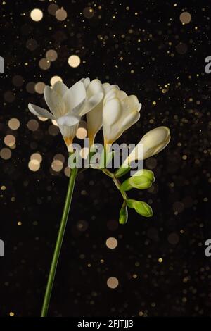 Freesia Stiel mit weißen blühenden Blüten und Knospen auf schwarzem Hintergrund mit Lichtern Bokeh. Stockfoto