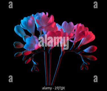 Bouquet von weißen Freesia Blumen blüht, rosa und blau Neonlicht. Isoliert auf schwarzem Hintergrund. Stockfoto