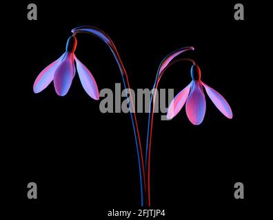Schneeglöckchen in rosa und blauem Neonlicht, isoliert auf schwarzem Hintergrund. Stockfoto