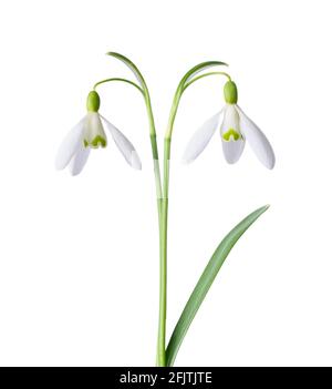 Frühling Schneeglöckchen, blühend und frisch, isoliert auf weißem Hintergrund. Stockfoto