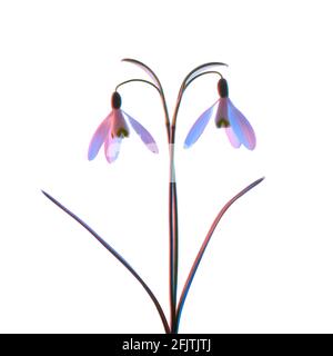 Schneeglöckchen in rosa und blauem Neonlicht, isoliert auf weißem Hintergrund. Stockfoto