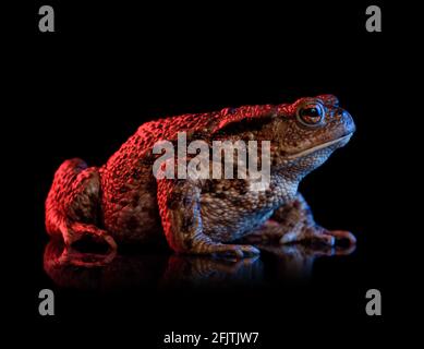 Gemeine Kröte Porträt in rot und blau Neonlicht isoliert auf schwarzem Hintergrund mit Reflexion. Stockfoto