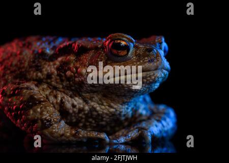 Gemeine Kröte Porträt in rot und blau Neonlicht isoliert auf schwarzem Hintergrund mit Reflexion. Stockfoto