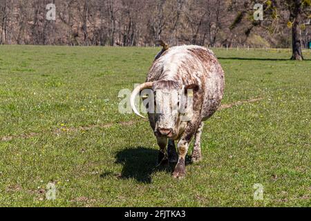 Englische Longhorn-Rinder sind früher als Lancashire-Rinder in Nideggen, Deutschland, bekannt Stockfoto