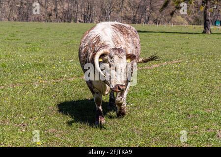 Englische Longhorn-Rinder sind früher als Lancashire-Rinder in Nideggen, Deutschland, bekannt Stockfoto