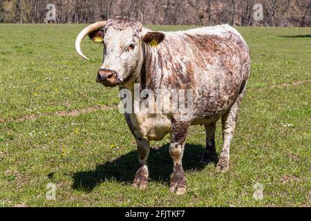 Englische Longhorn-Rinder sind früher als Lancashire-Rinder in Nideggen, Deutschland, bekannt Stockfoto