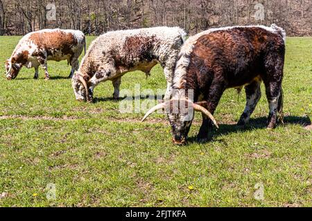 Englische Longhorn-Rinder sind früher als Lancashire-Rinder in Nideggen, Deutschland, bekannt Stockfoto