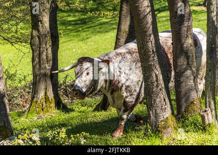 Englische Longhorn-Rinder sind früher als Lancashire-Rinder in Nideggen, Deutschland, bekannt Stockfoto