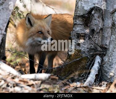 Rotfuchs Kopf Nahaufnahme Profilansicht zwischen Birken die Frühjahrssaison in seiner Umgebung und Lebensraum mit einem verschwommenen Hintergrund. Fox-Bild. Bild Stockfoto