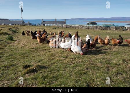 dh Hühnerfarm FARMING ORKNEY Freilandhuhn Hühner Fütterung von Freilandhuhnern Großbritannien Gallus gallus domesticus Futter von Hausgeflügel Stockfoto