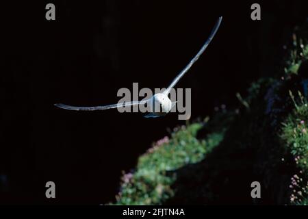 Fulmar im Flug Fulmarus glacialis Handa Island Schottland, Großbritannien BI002281 Stockfoto