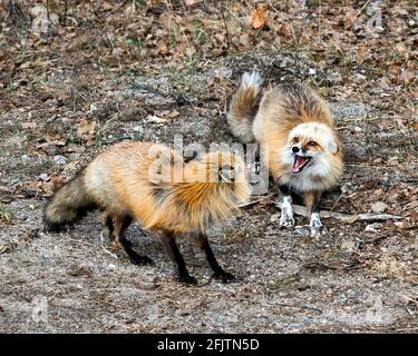 Rotfuchs-Paar, das im Frühling mit Birken im Hintergrund interagiert und offenen Mund, Zähne, Zunge, Fuchsschwanz, Fell, In ihrer Umgebung. Stockfoto