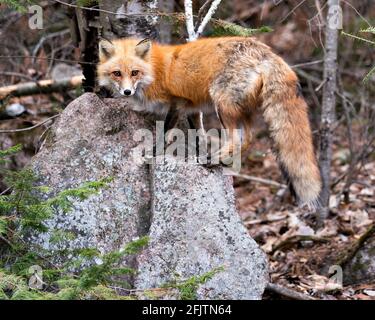 Rotfuchs Nahaufnahme Profilansicht Stehen auf einem Felsen und betrachten die Kamera im Frühling mit Waldhintergrund in seiner Umgebung und seinem Lebensraum. Fuchs. Stockfoto