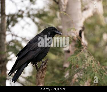 Raven Nahaufnahme Profil Blick auf einen Zweig im Wald mit einem verschwommenen Waldhintergrund in seiner Umgebung und Lebensraum thront. Krähenbild. Bild. Stockfoto