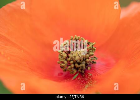 Makrobild eines roten Mohns. Im Detail der Staubgefäße, Stigma und Pollen der Blume mit Regentropfen auf den Blütenblättern. Stockfoto