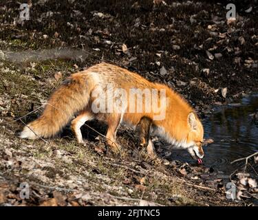 Rotfuchs Trinkwasser in der Frühjahrssaison zeigt Fuchsschwanz, Zunge in seiner Umgebung und Lebensraum mit Moos auf dem Boden. Fox-Bild. Bild. Stockfoto