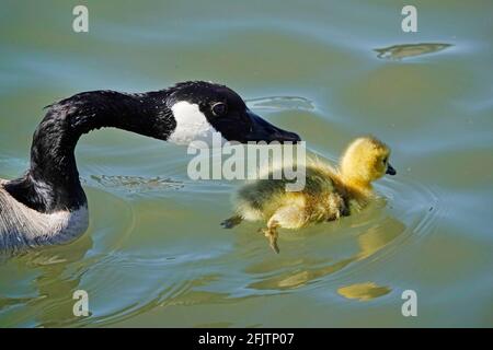 Branta canadensis, ein Baby aus Kanada, schwimmt im April mit seiner Mutter im Deschutes River, nahe Bend, Oregon. Stockfoto