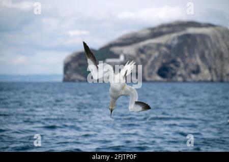 Gannet Tauchen für Fische Sula bassana Nordsee UK BI003959 Stockfoto