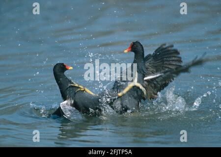 Moorhen oder Gallinule kämpfen gegen Gallinula chloropus Slimbridge Gloucester, Großbritannien BI004103 Stockfoto