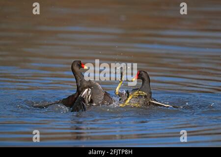 Moorhen oder Gallinule kämpfen gegen Gallinula chloropus Slimbridge Gloucester, Großbritannien BI004110 Stockfoto