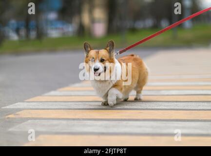 Lustige Welpe Corgi Hunde an einer Leine richtig überqueren die Straße an einem Fußgängerübergang in der Stadt Stockfoto