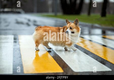 Ein lustiger Corgi-Hundewelpe überquert die Straße bei einem Fußgänger Überfahrt an einem regnerischen Tag Stockfoto