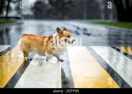 corgi Hundewelpe überquert die Straße an einer Fußgängerüberfahrt An einem regnerischen Tag und lächelnd Stockfoto