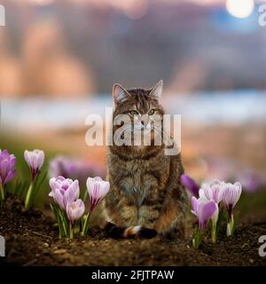 Die Katze Tabby sitzt in einem Frühling zwischen wunderschönen Schneeglöckchen Krokussen Sonniger Garten Stockfoto