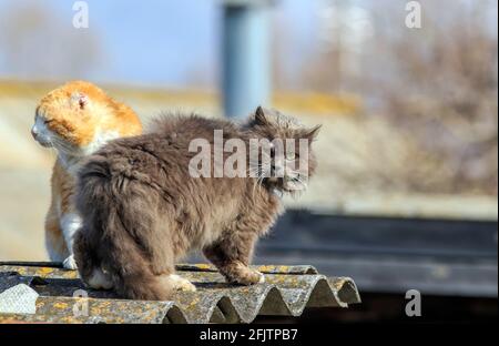 Zwei zerfetzte rivalisierende Katzen kletterten auf das Dach und fanden heraus Aus der Beziehung im Frühling auf der Straße Stockfoto