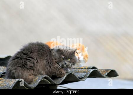 Zwei rivalisierende Katzen liegen und ruhen sich danach auf dem Dach aus Ein Kampf im Frühling auf der Straße Stockfoto