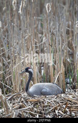 Kranich, Grus Grus, gewöhnlicher Kranich Stockfoto