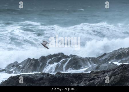 Eine juvenile Möwe, die über dem Meer fliegt und an der Küste von Newquay in Cornwall Felsen rast. Stockfoto