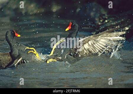 Moorhen oder Gallinule kämpfen gegen Gallinula chloropus Slimbridge Gloucester, Großbritannien BI004899 Stockfoto