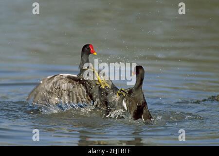 Moorhen oder Gallinule kämpfen gegen Gallinula chloropus Slimbridge Gloucester, Großbritannien BI004901 Stockfoto