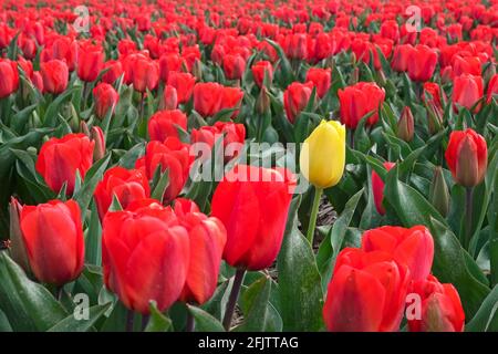 Einzelne gelbe Tulpe unter roten Tulpen im niederländischen Tulpenfeld im Frühjahr bei Alkmaar, Nordholland / Noord-Holland, Niederlande Stockfoto